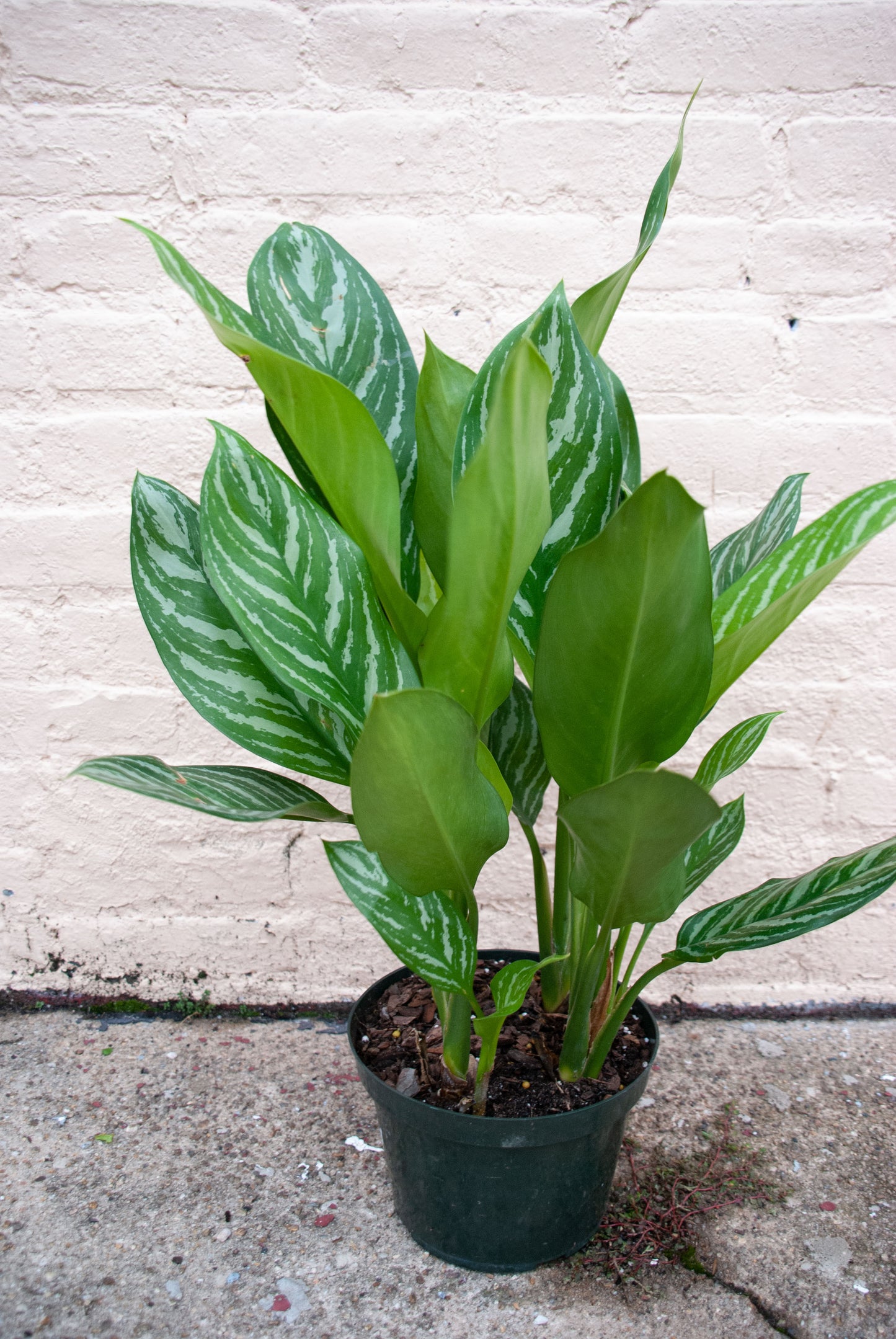 Aglaonema 'Stripe'