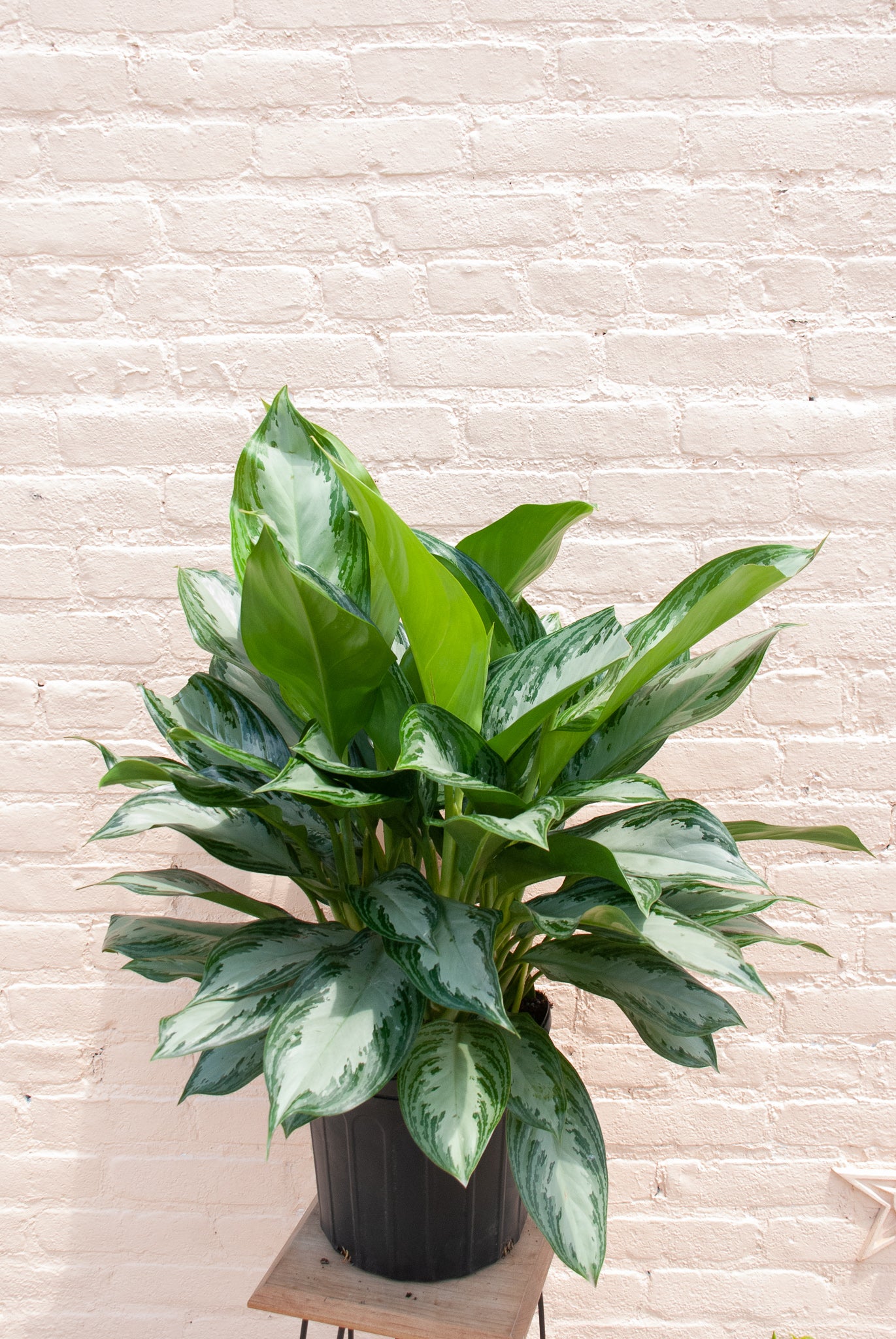 Rental Aglaonema Silver Bay 'Chinese Evergreen'