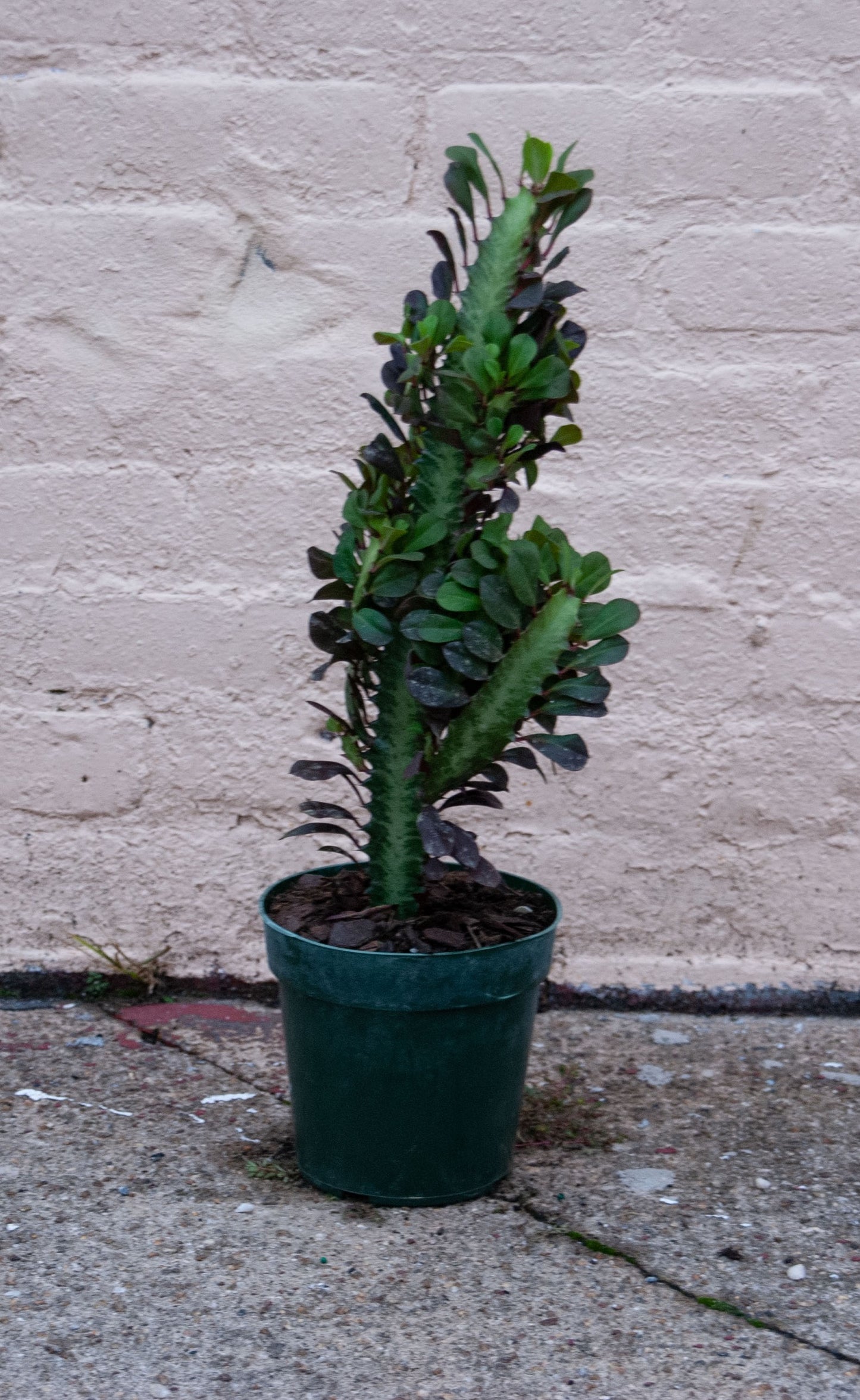 Euphorbia trigona 'Rubra'