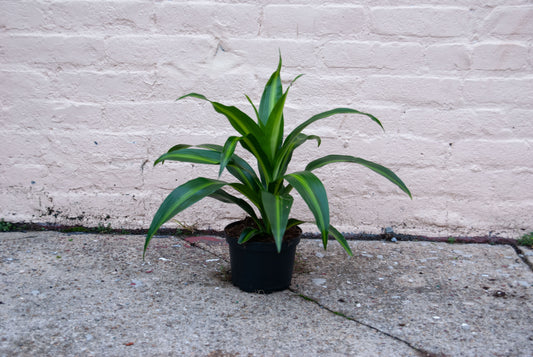 Dracaena 'Hawaiian Sunshine'