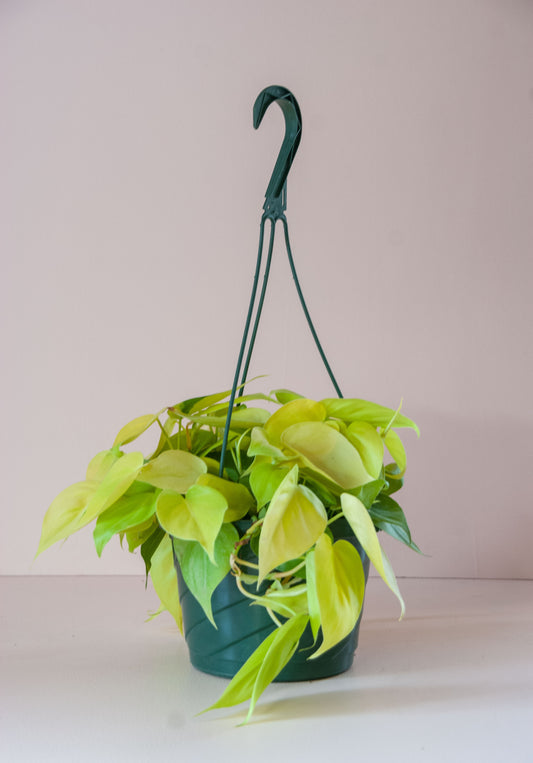 Philodendron hederaceum Lemon 'Lemon-Lime Philodendron'