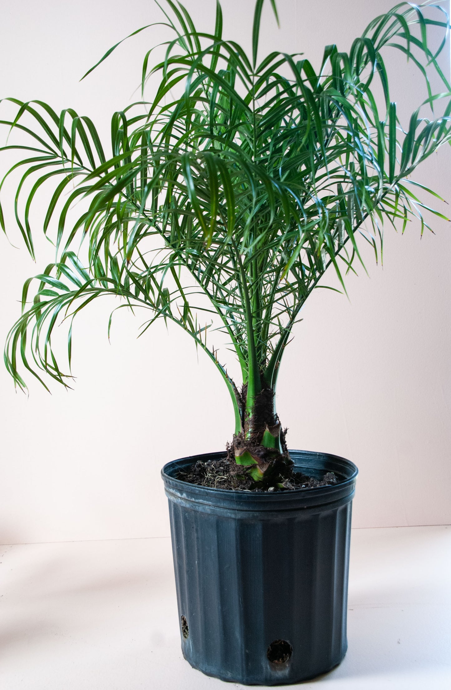Phoenix roebelenii Palm