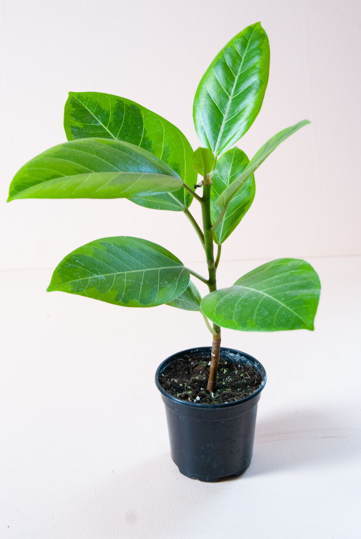 Ficus altissima 'Yellow Gem'