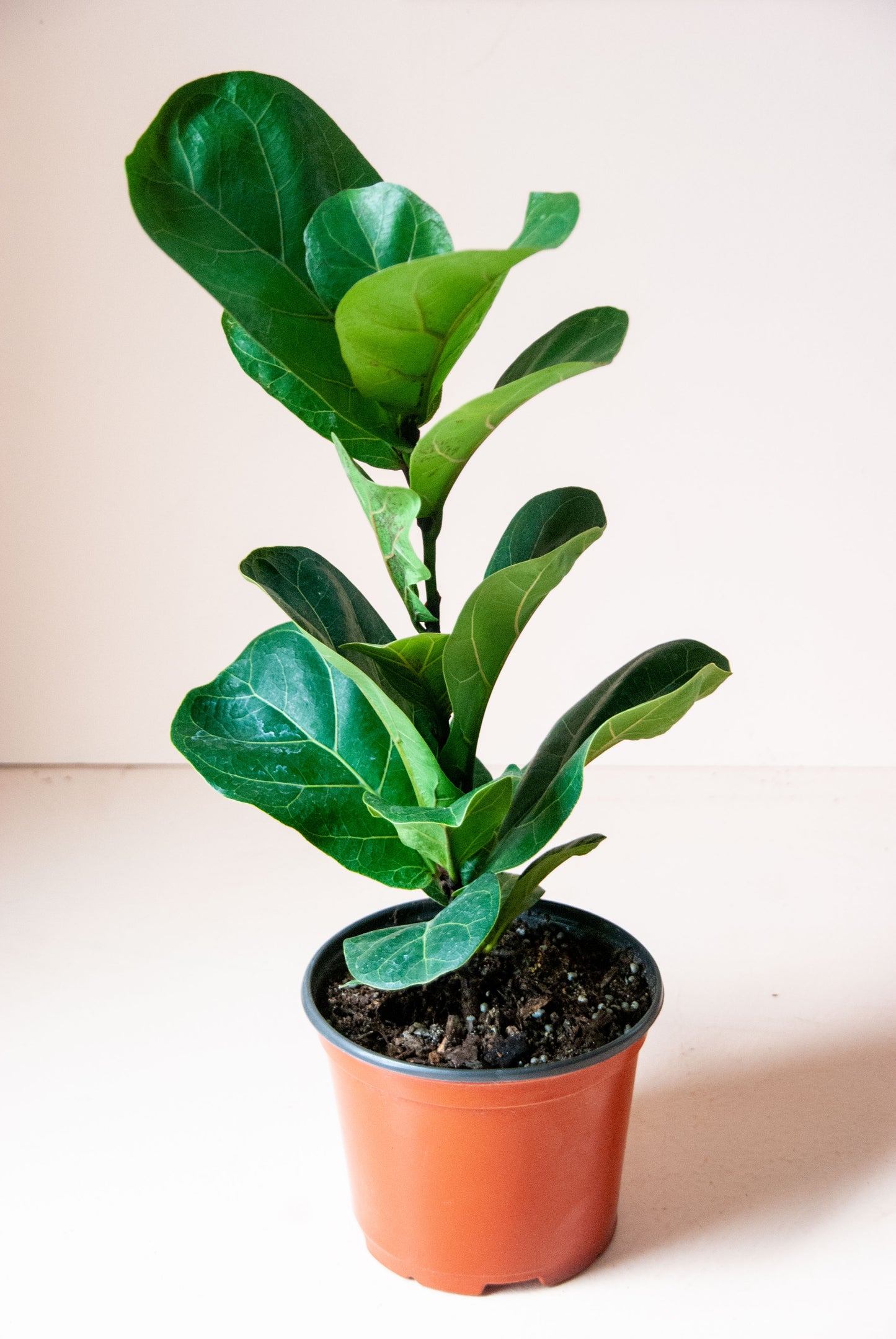 Ficus lyrata 'Fiddle Leaf Fig'