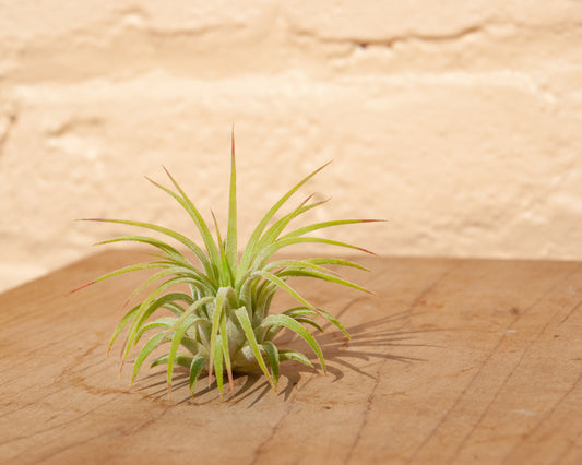 Tillandsia ionantha rubra