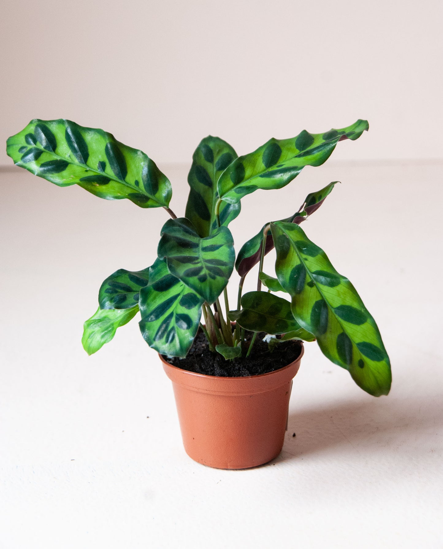 Calathea lancifolia