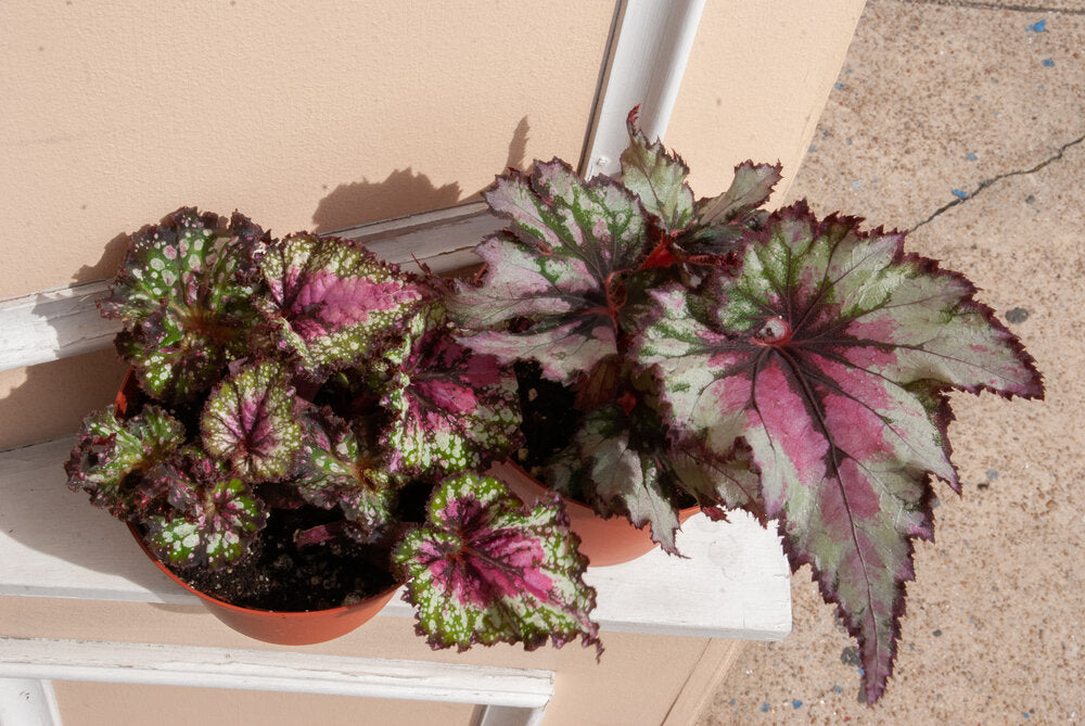 Assorted Rex Begonia