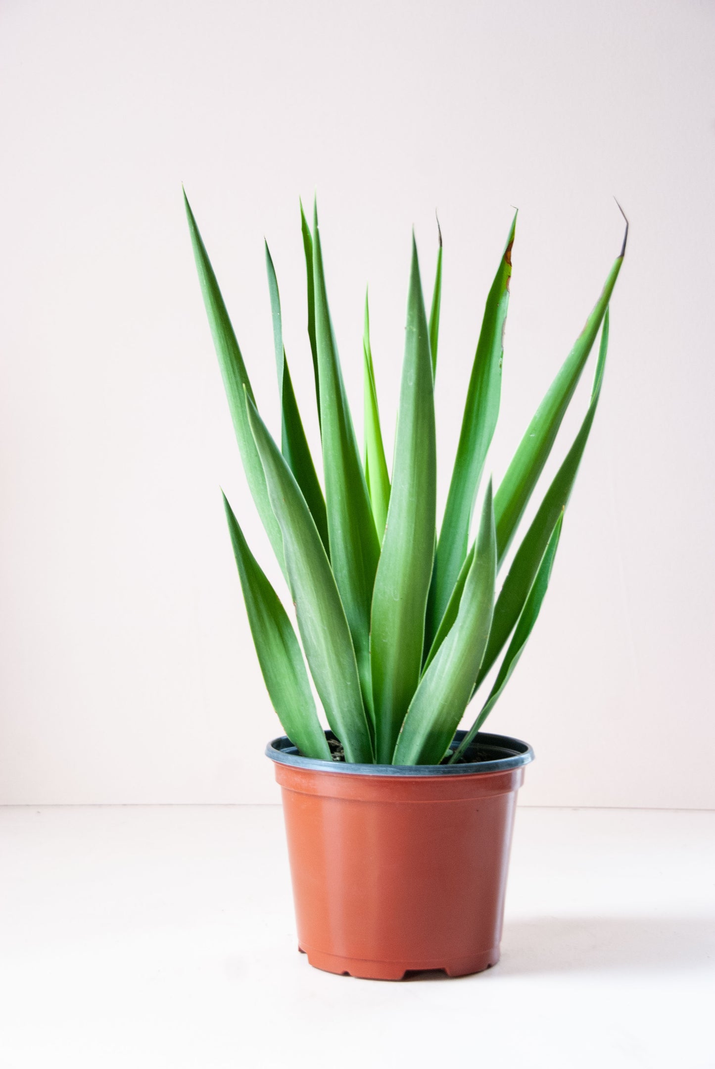 Yucca gigantea 'Yucca Cane'