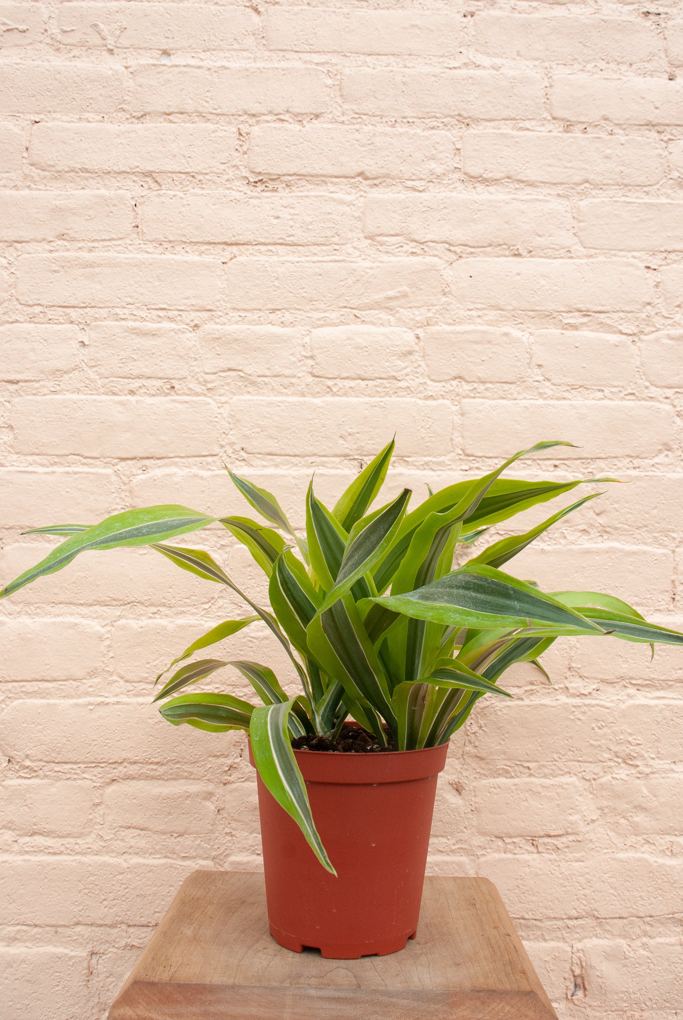 Dracaena Warneckii-Lemon Lime