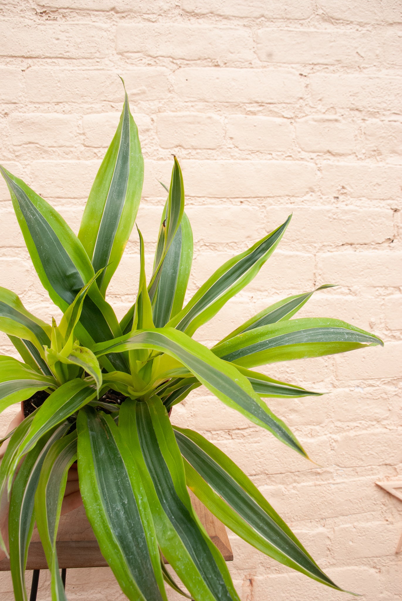 Dracaena Warneckii-Lemon Lime