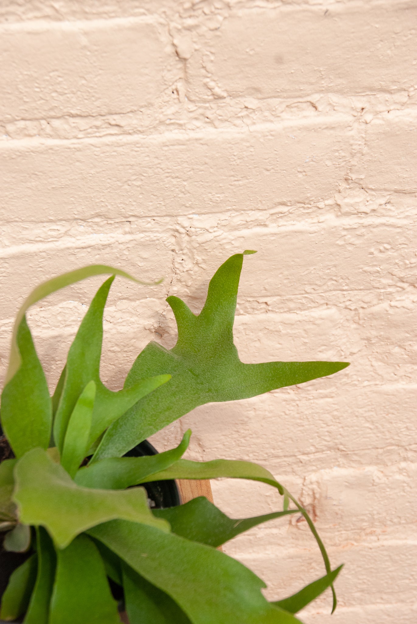 Platycerium bifurcatum 'Staghorn Fern'