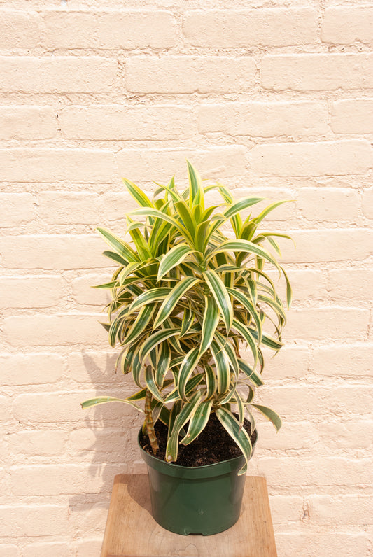 Pleomele "Song of India" (Dracaena reflexa)