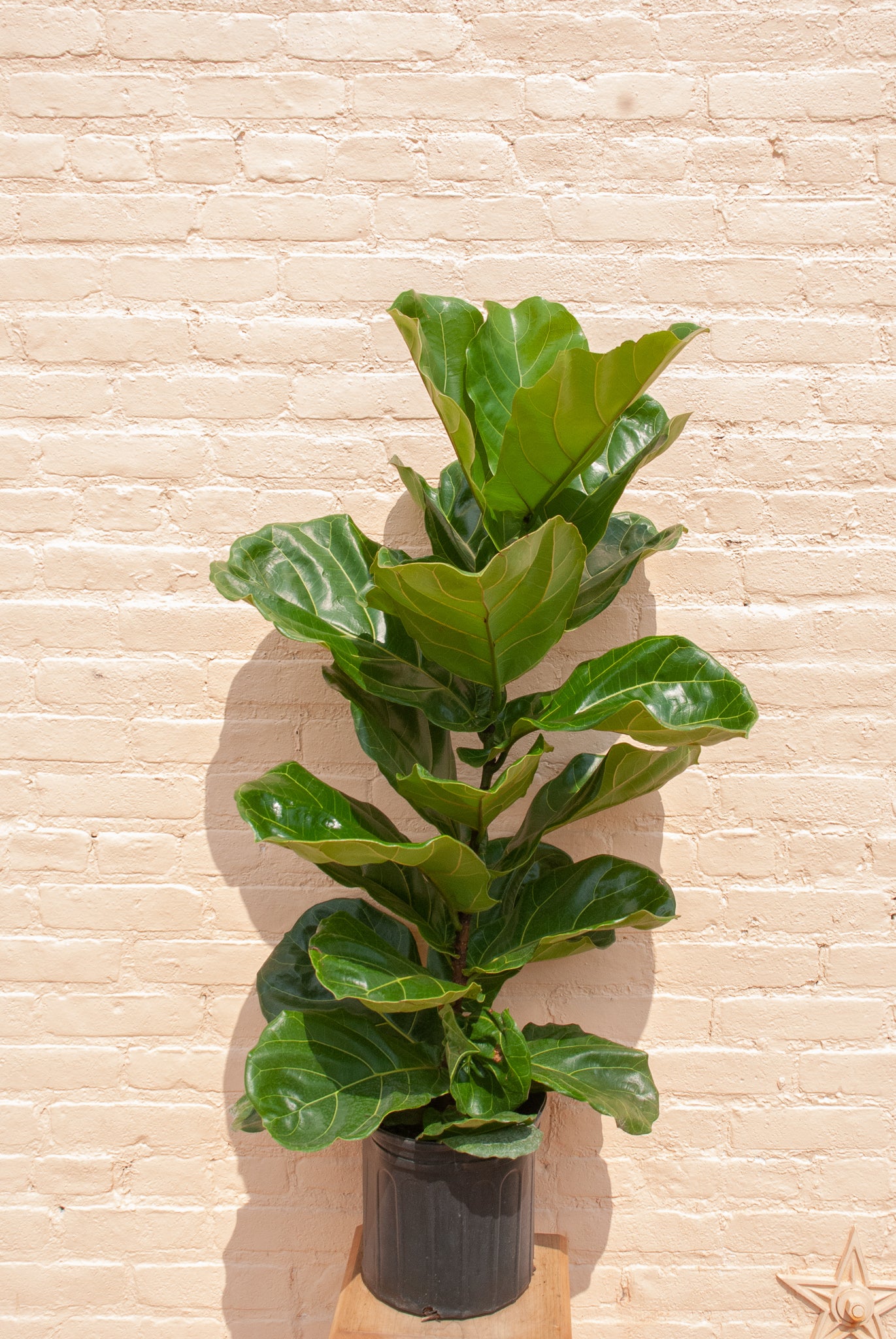 Ficus lyrata 'Fiddle Leaf Fig'