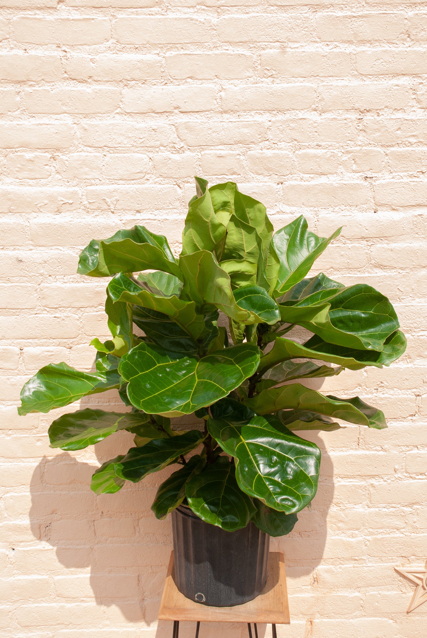 Ficus lyrata 'Fiddle Leaf Fig'