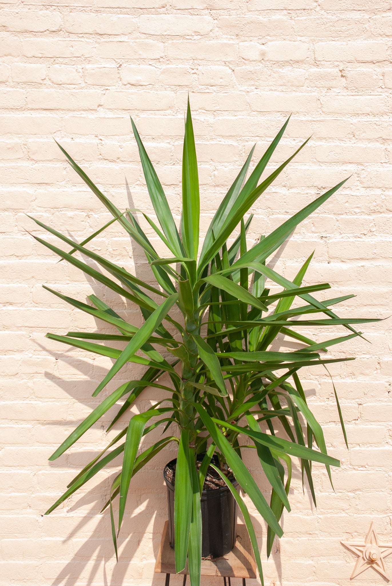 Yucca gigantea 'Yucca Cane'