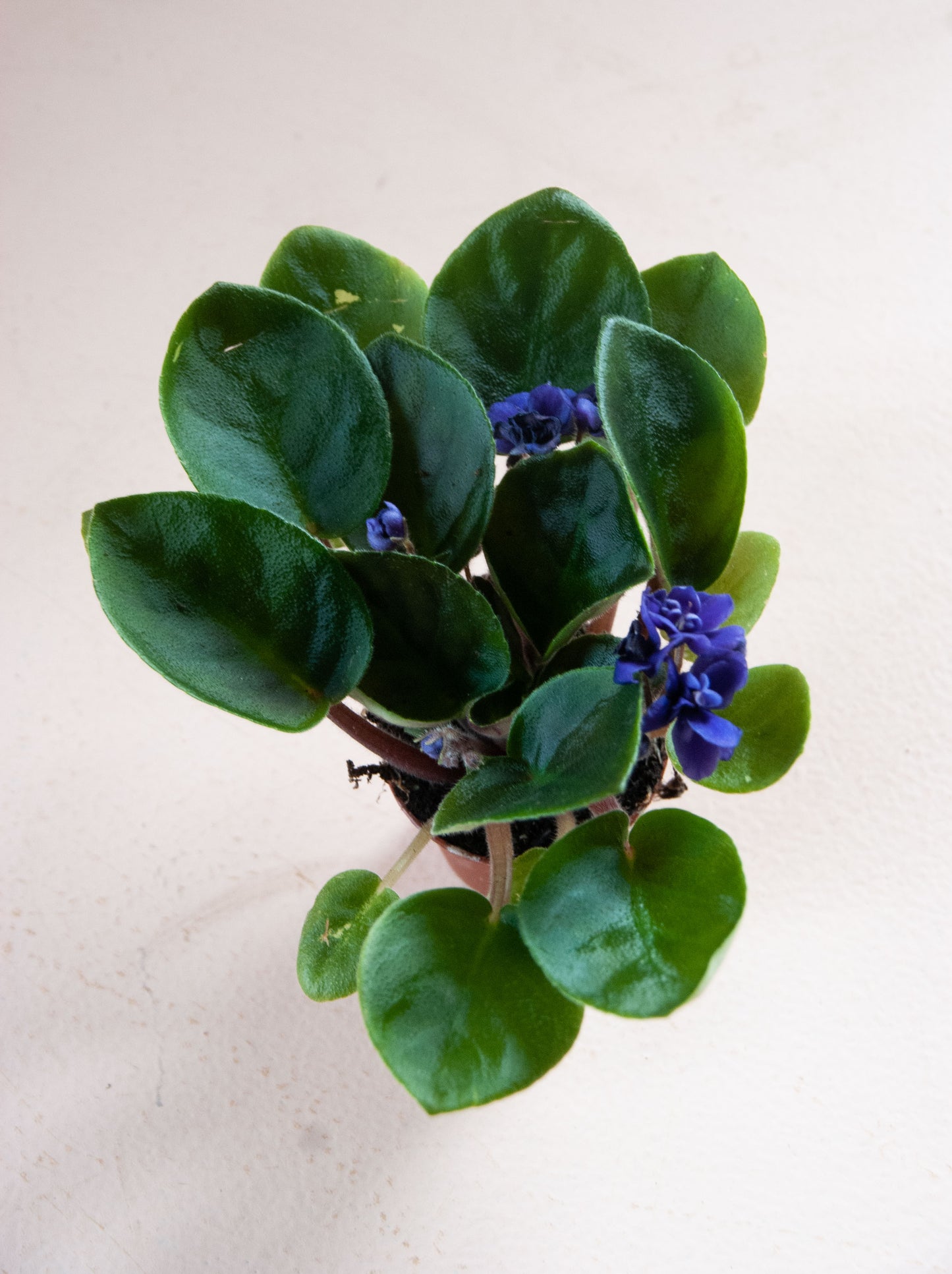 Saintpaulia ionantha 'African Violet'