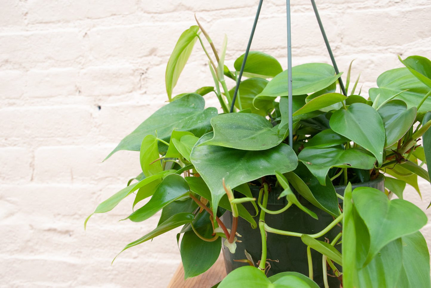 Philodendron cordatum 'heartleaf philodendron'