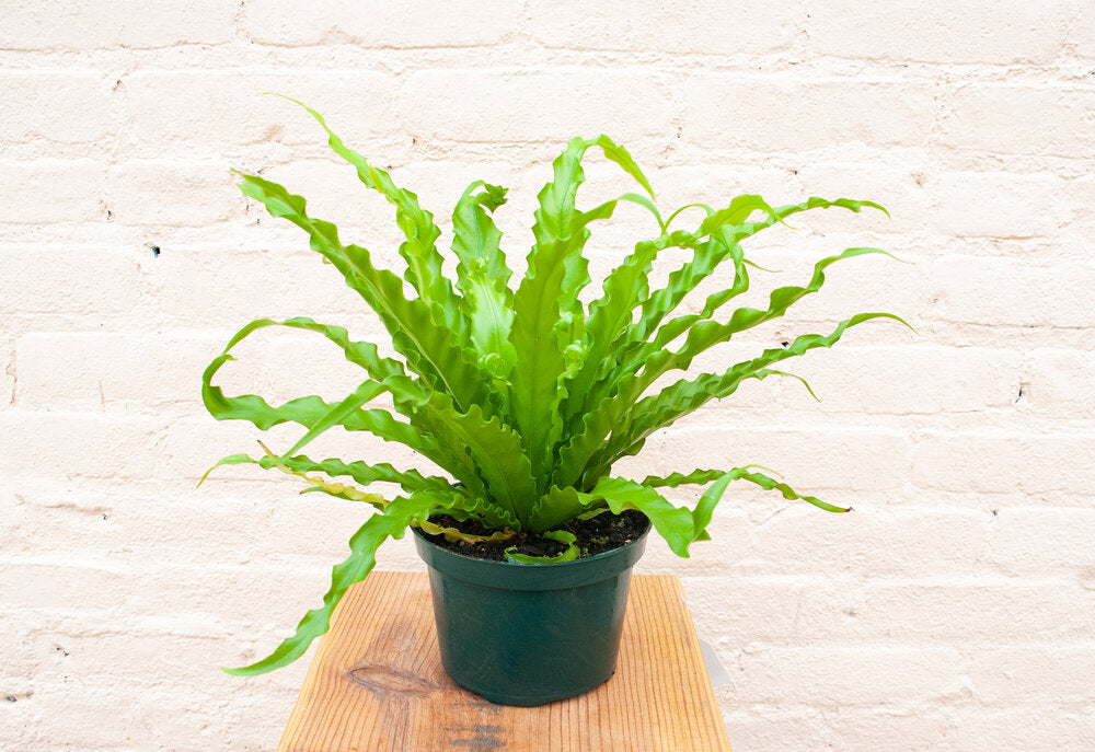 Asplenium 'Birdsnest Fern'