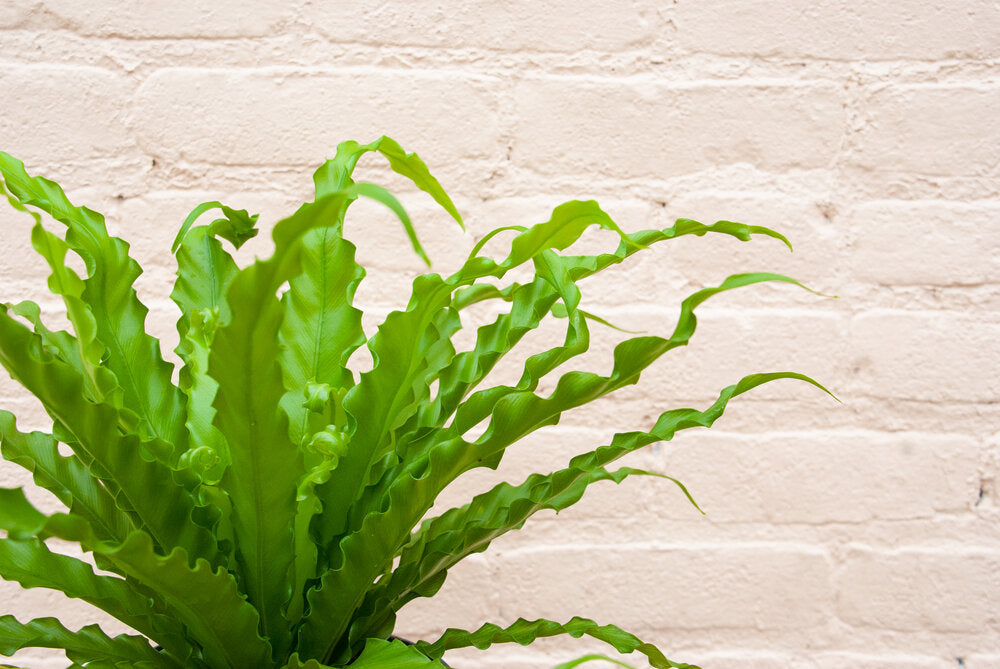 Asplenium 'Birdsnest Fern'