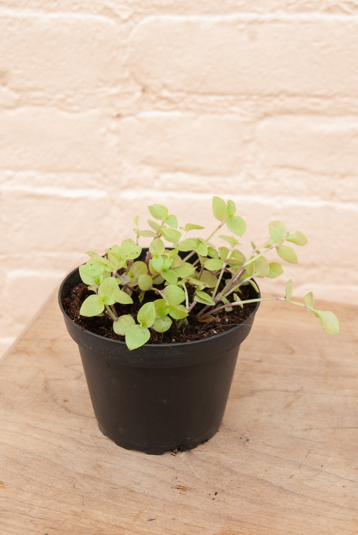 Callisia repens 'Turtle Vine'