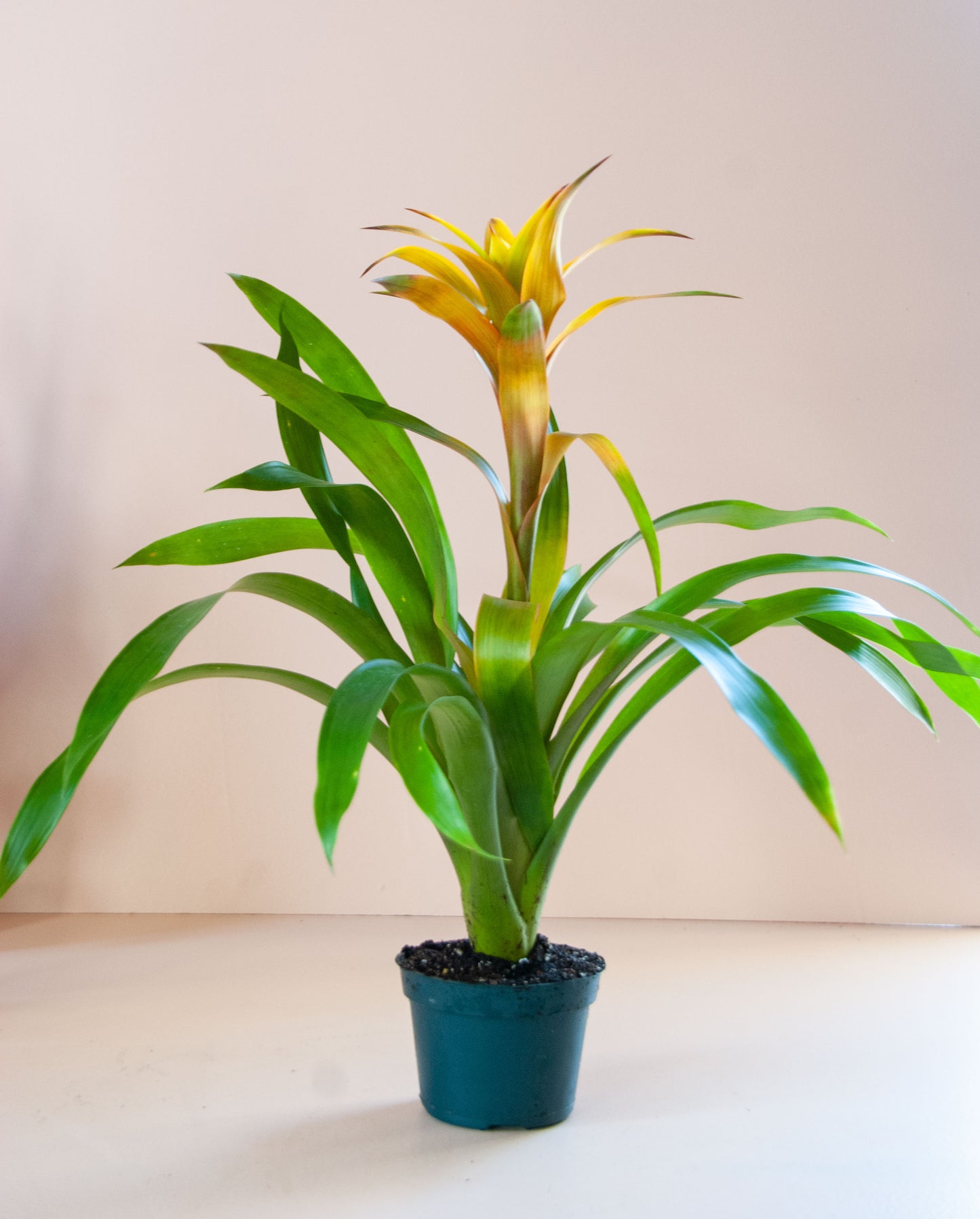 Rental Guzmania Bromeliad