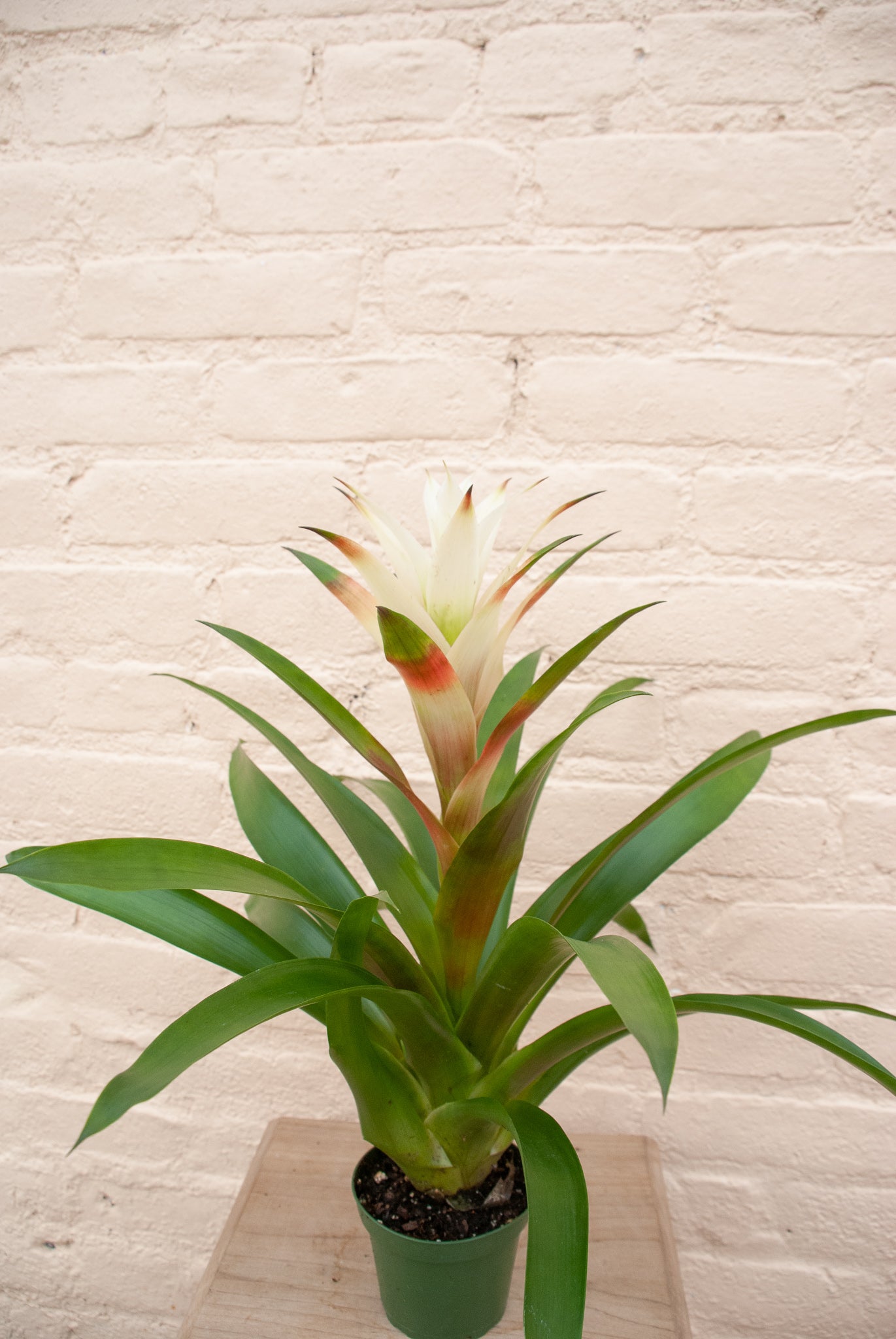 Rental Guzmania Bromeliad