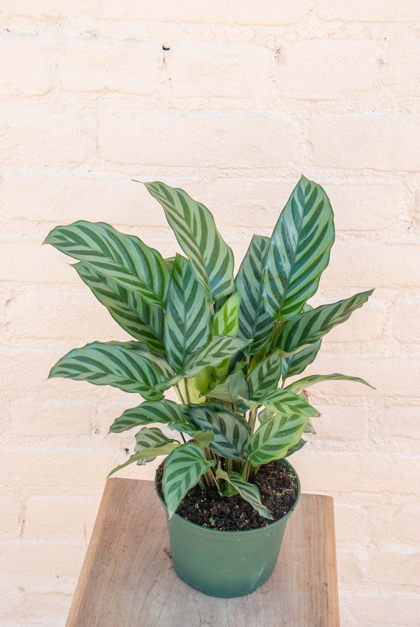 Calathea concinna 'Freddie'