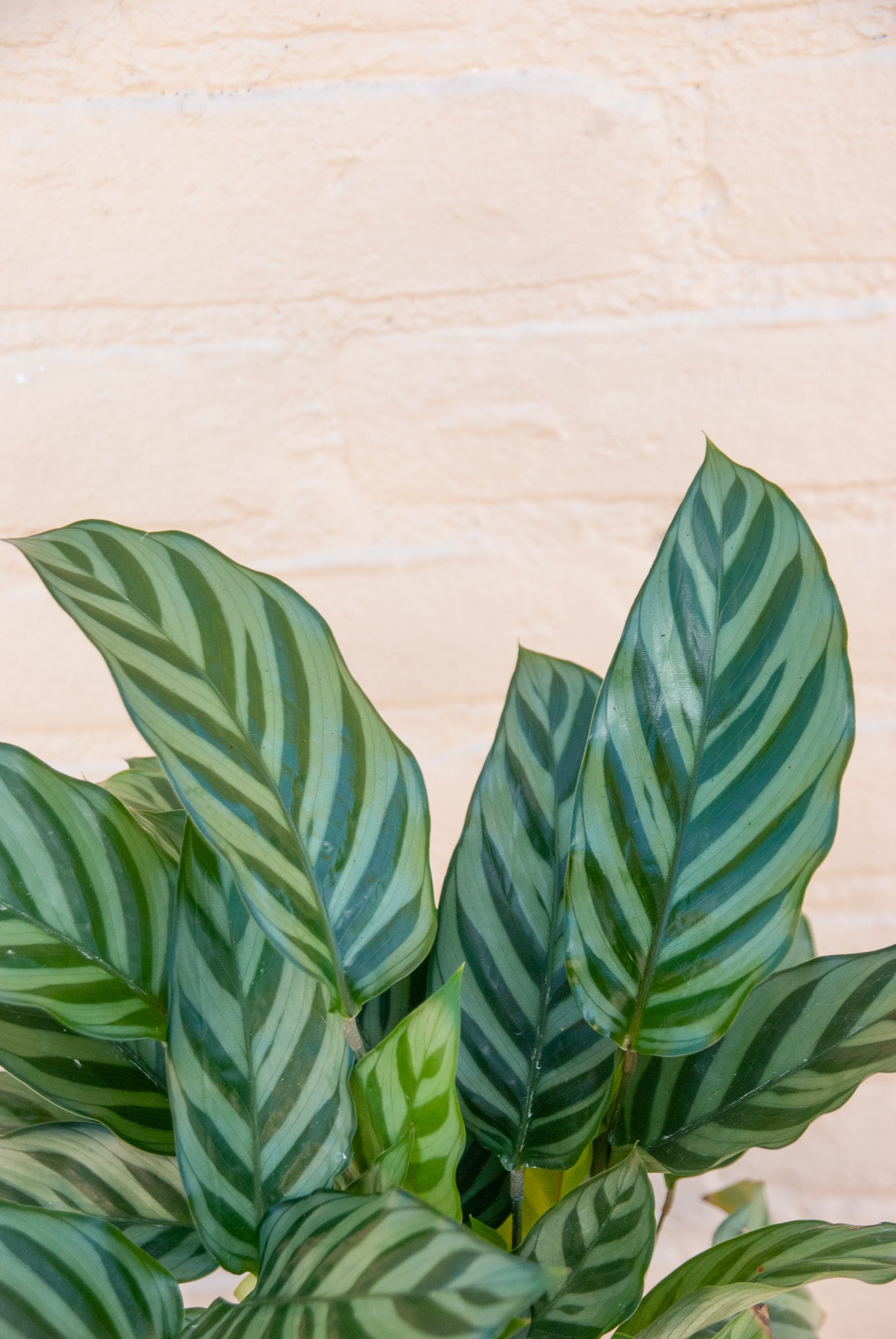 Calathea concinna 'Freddie'