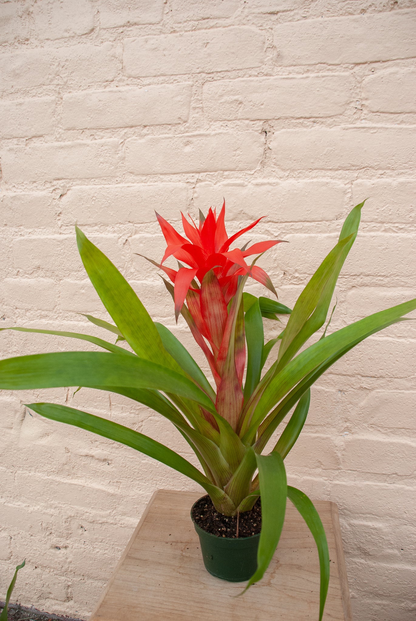 Rental Guzmania Bromeliad