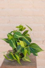 Load image into Gallery viewer, Philodendron hederaceum var. oxycardium &#39;Philodendron Brasil&#39;
