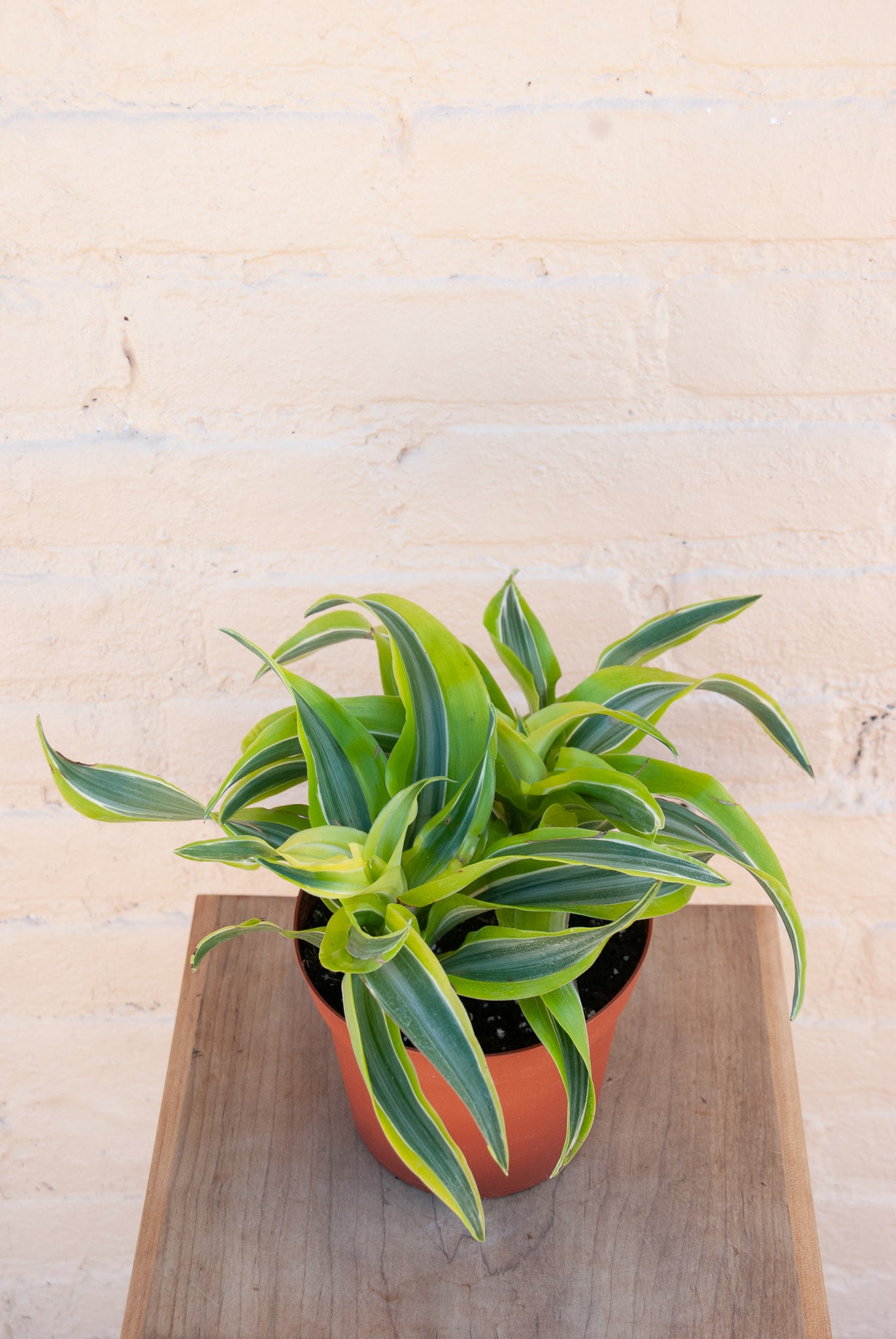 Dracaena deremensis 'Dracaena Lemon Lime surprise'