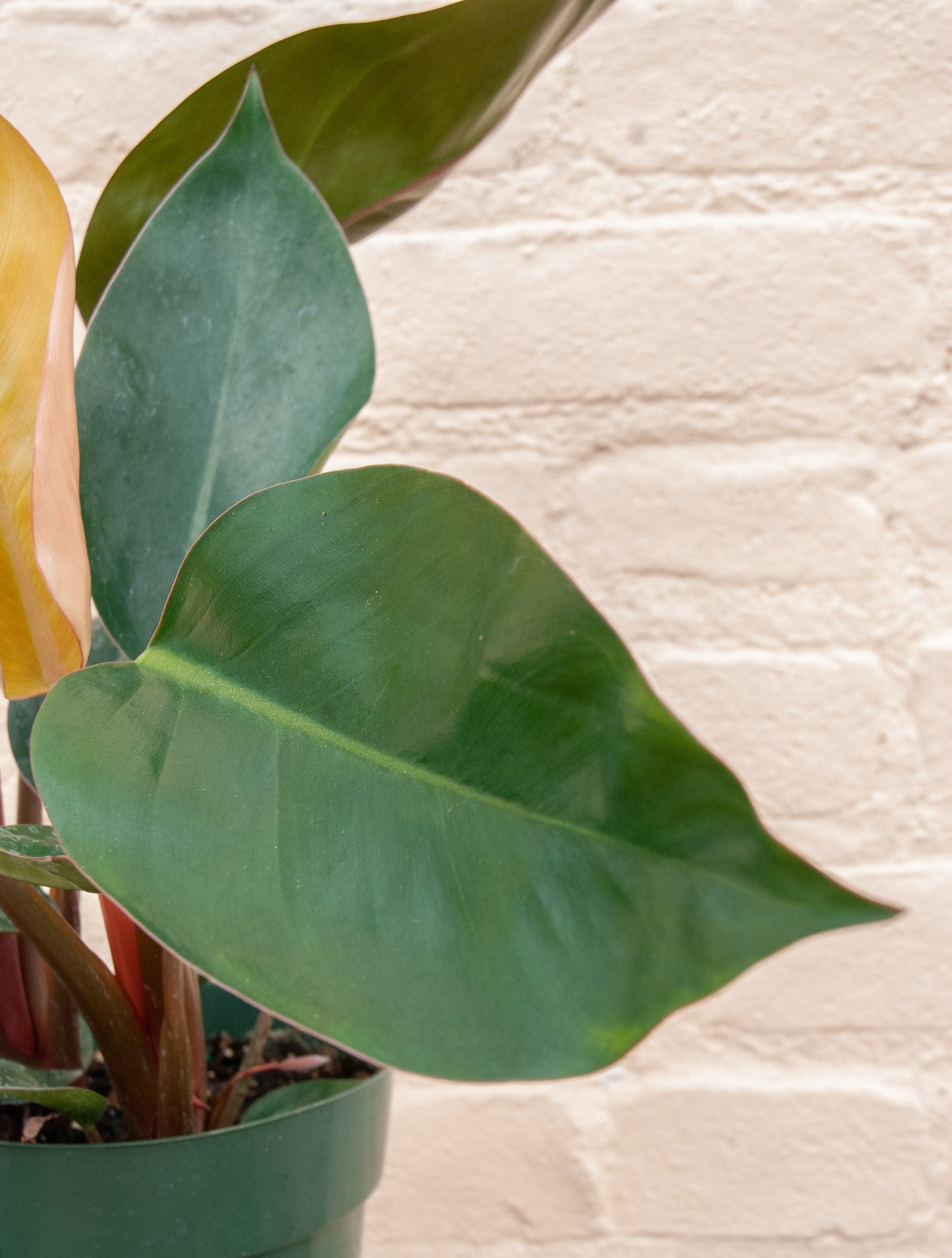 Philodendron 'Rojo Congo'