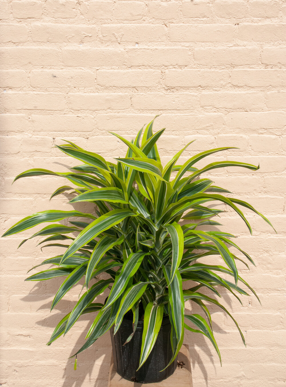 Dracaena Warneckii-Lemon Lime