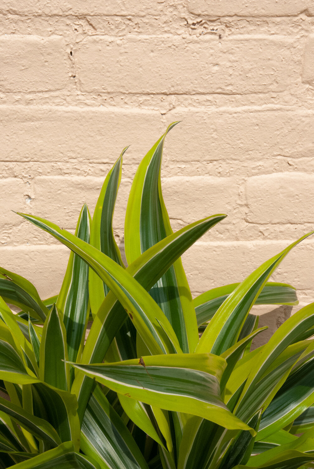 Dracaena Warneckii-Lemon Lime