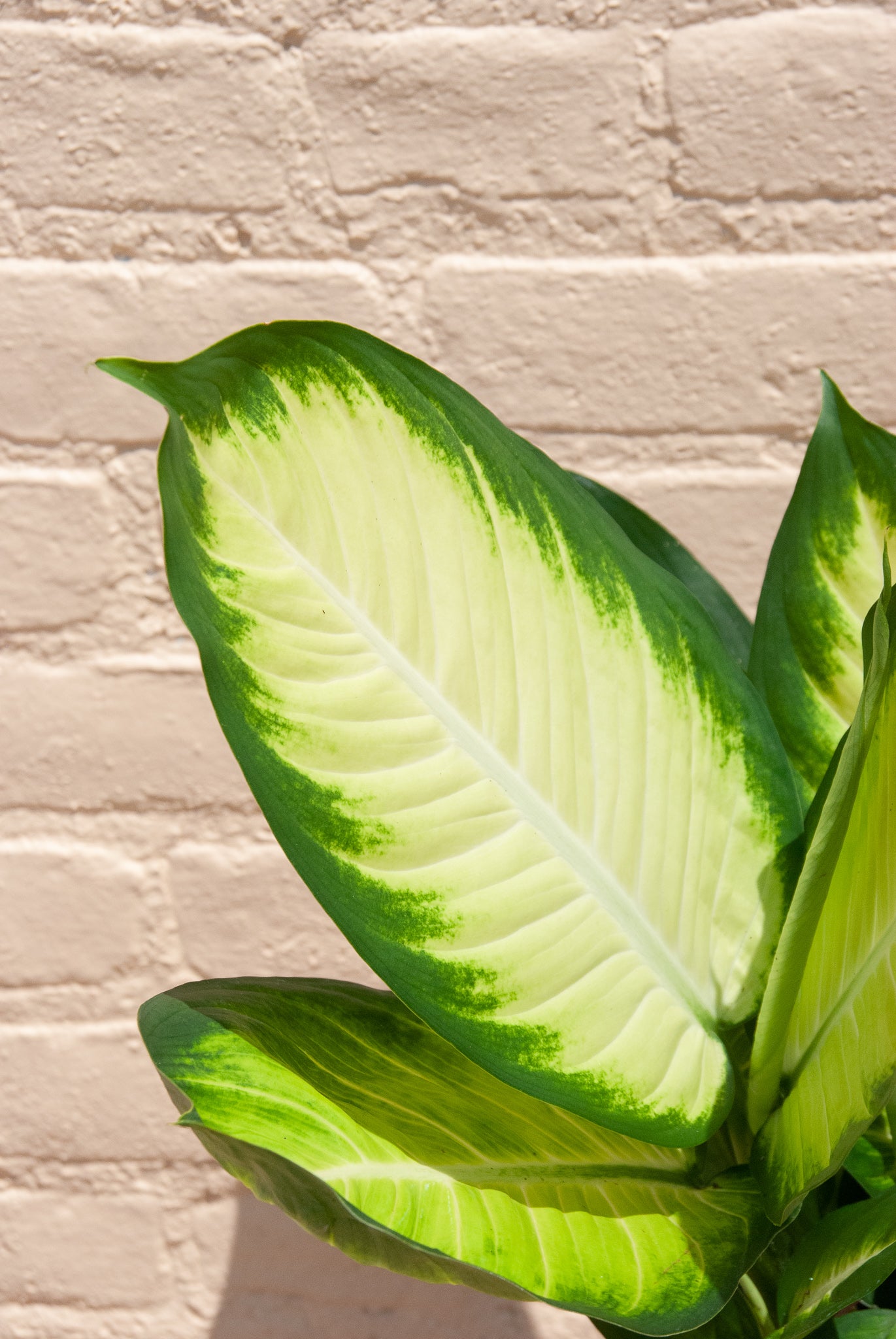 Dieffenbachia 'Tropic Marianne'