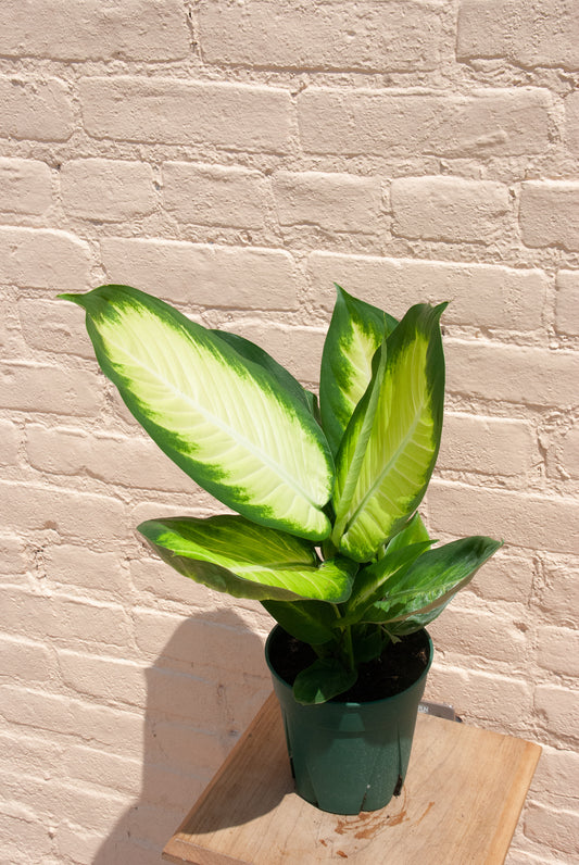 Dieffenbachia 'Tropic Marianne'