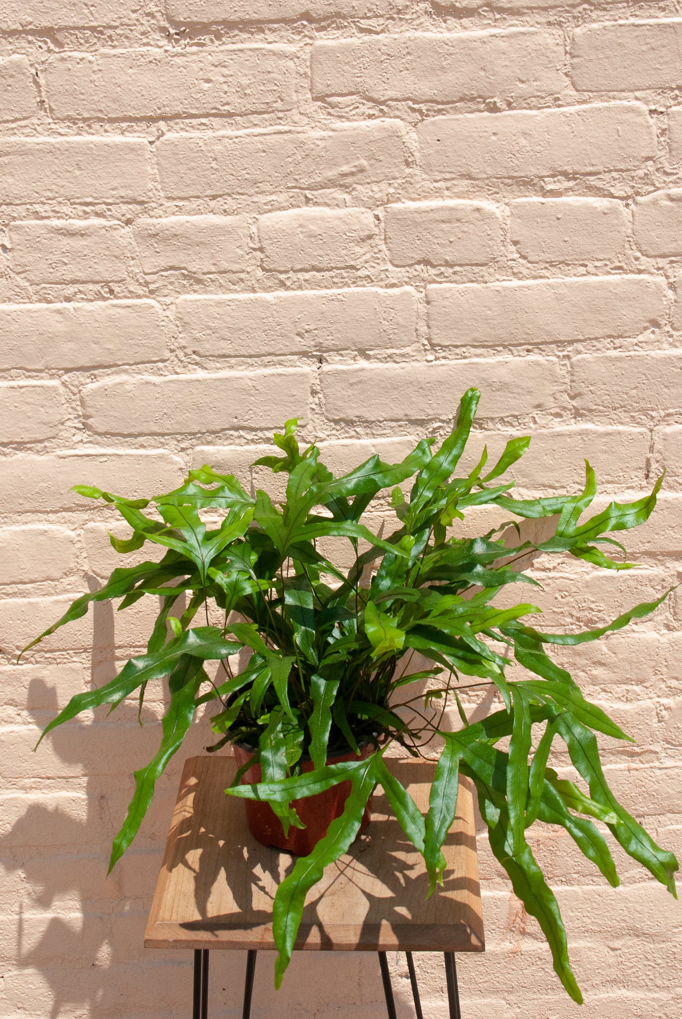 Zealandia pustulata "Kangaroo Paw Fern"