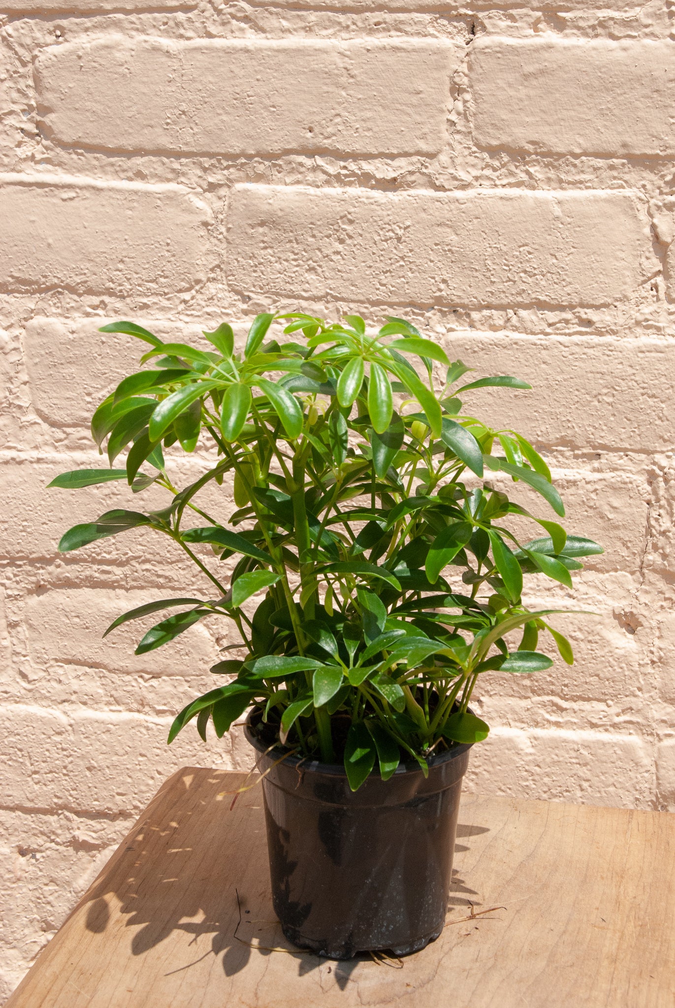 Schefflera Arboricola Luseane