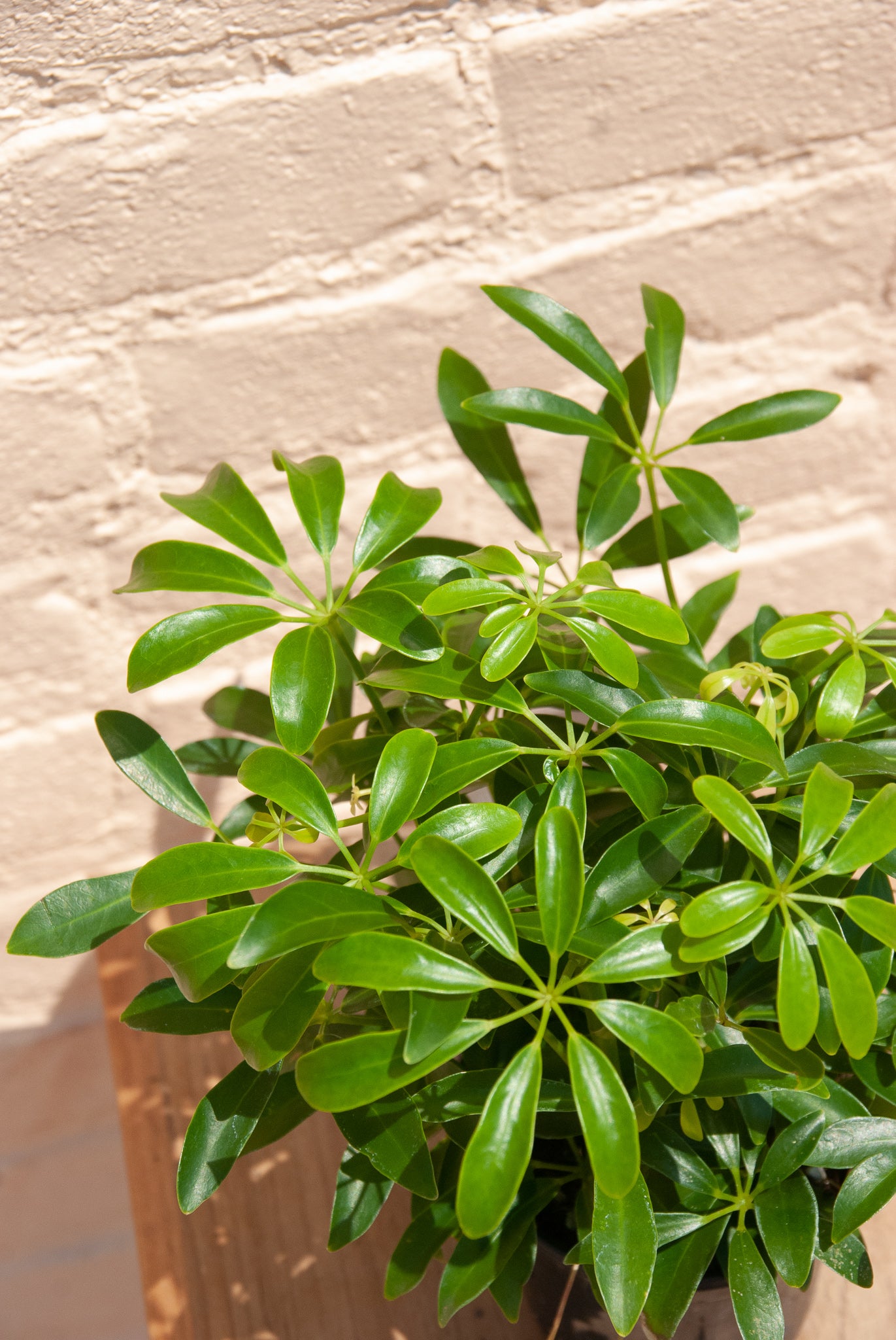 Schefflera Arboricola Luseane