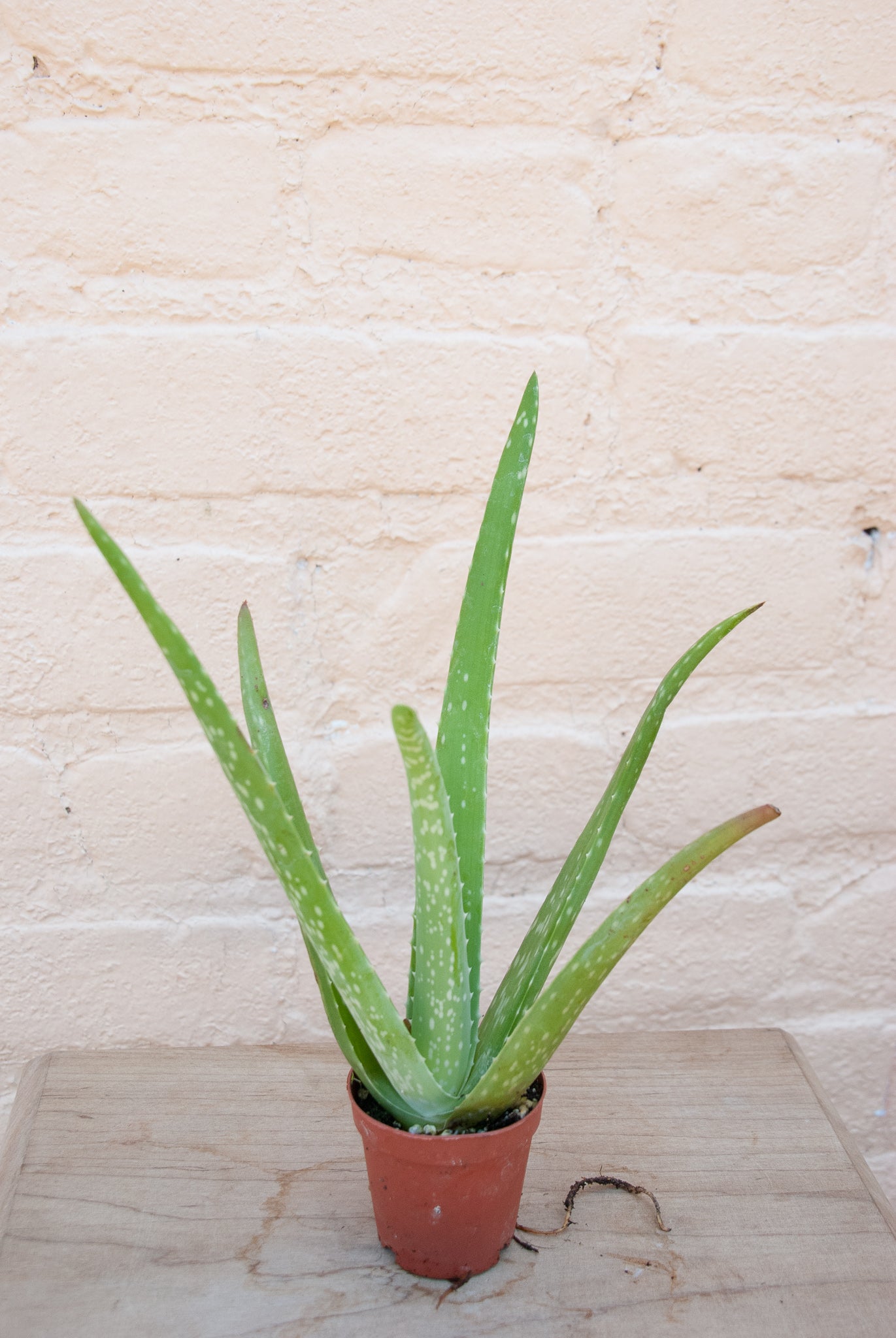 Aloe vera