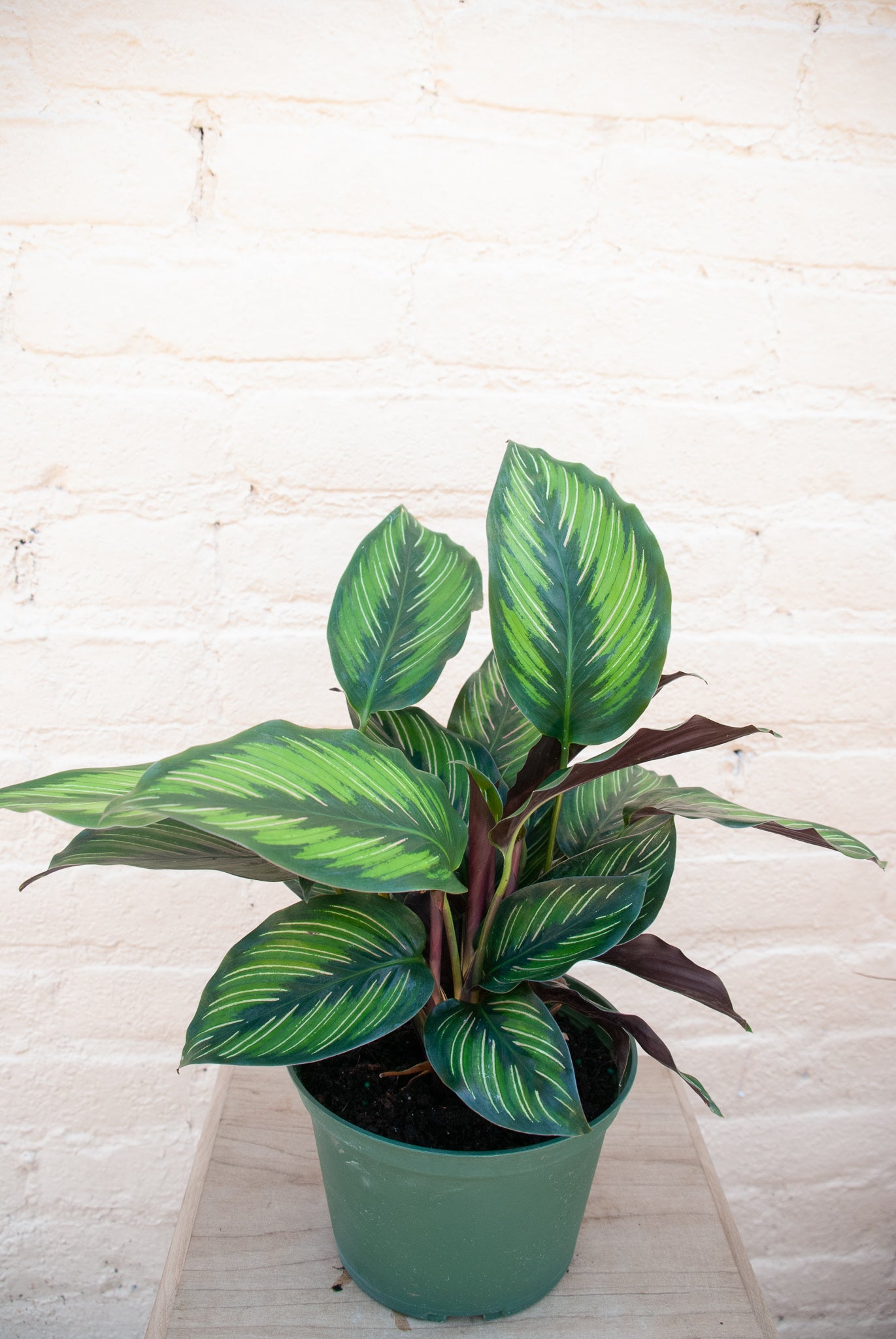 Calathea Beauty Star