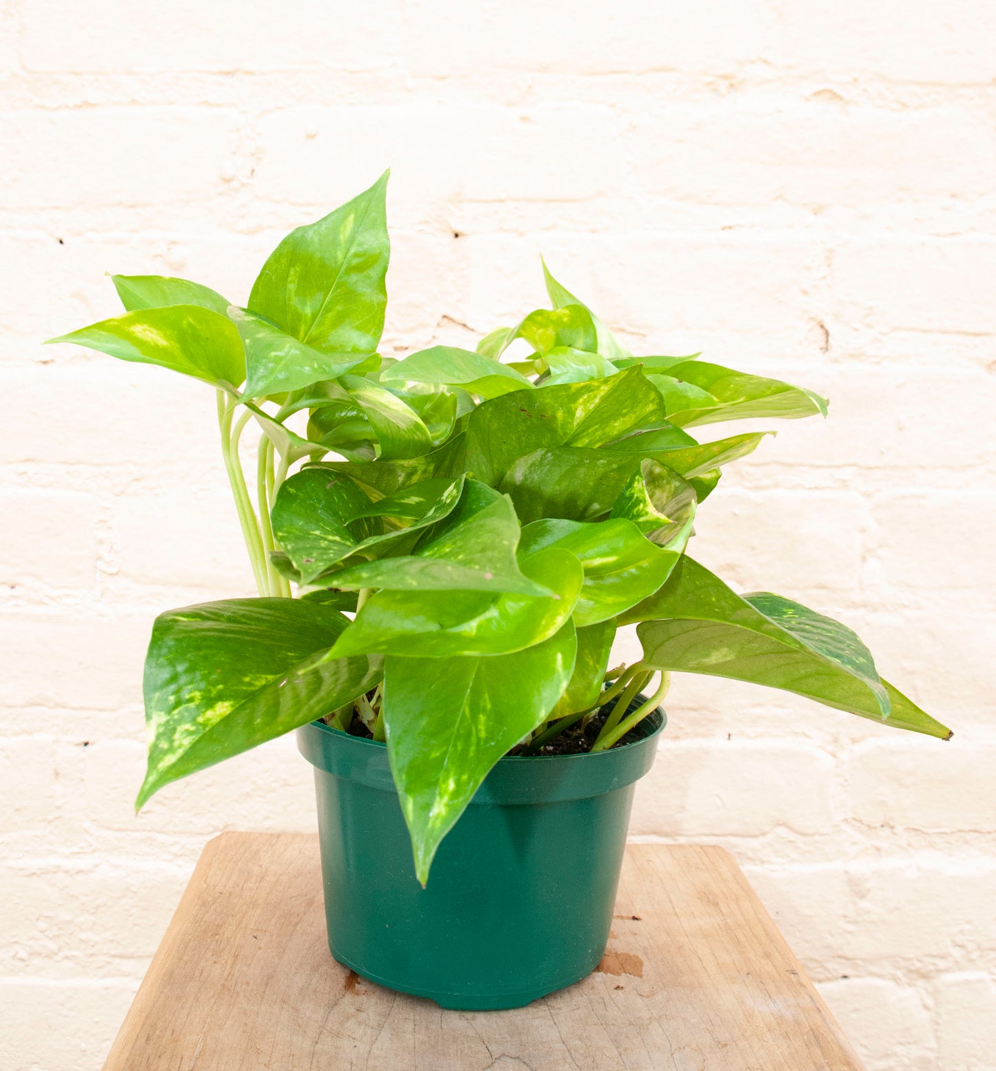 Epipremnum aureum golden 'Golden pothos'