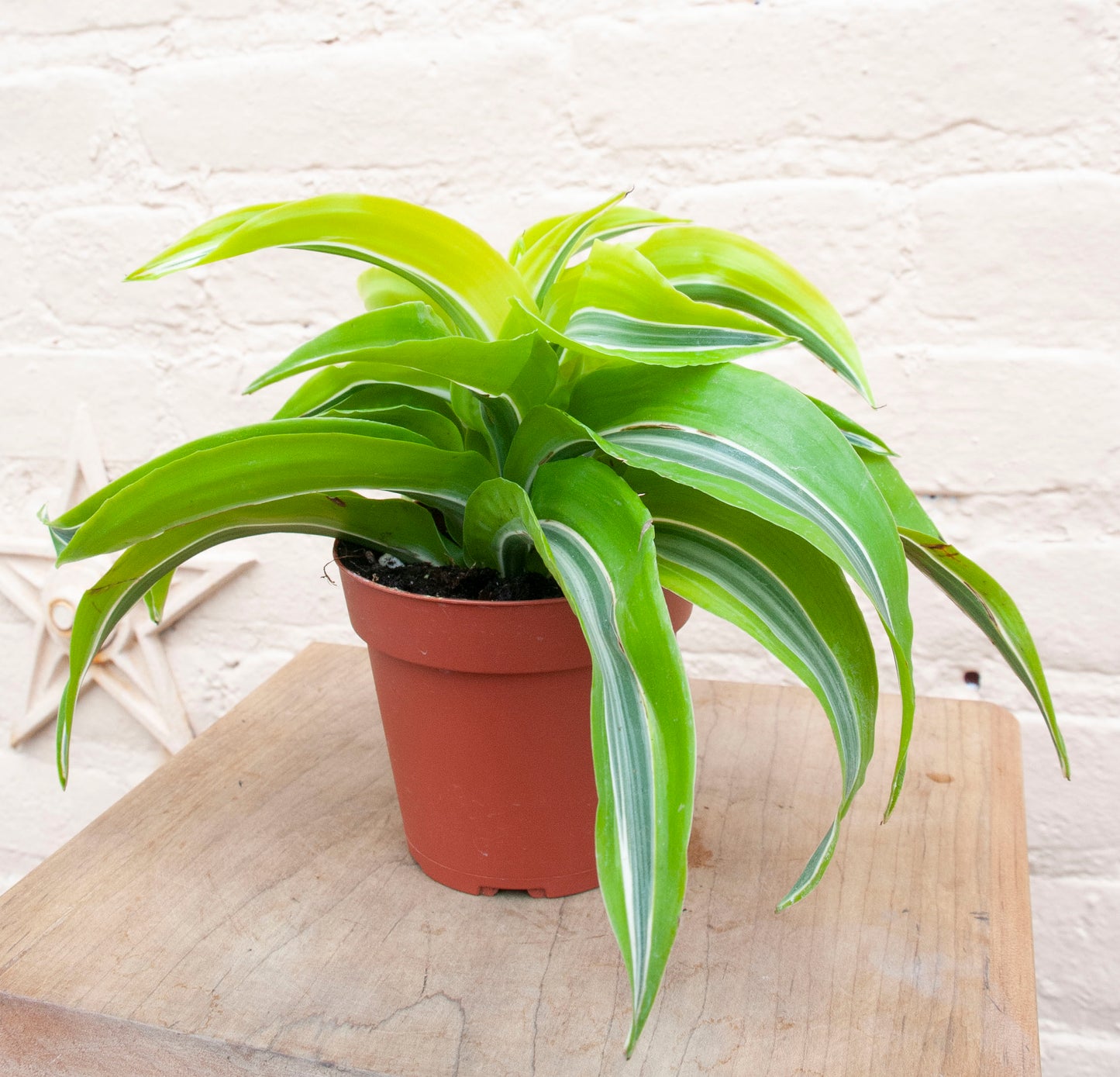 Dracaena deremensis 'Dracaena Lemon Lime surprise'