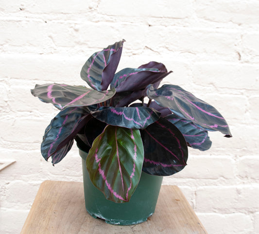 Calathea roseopicta