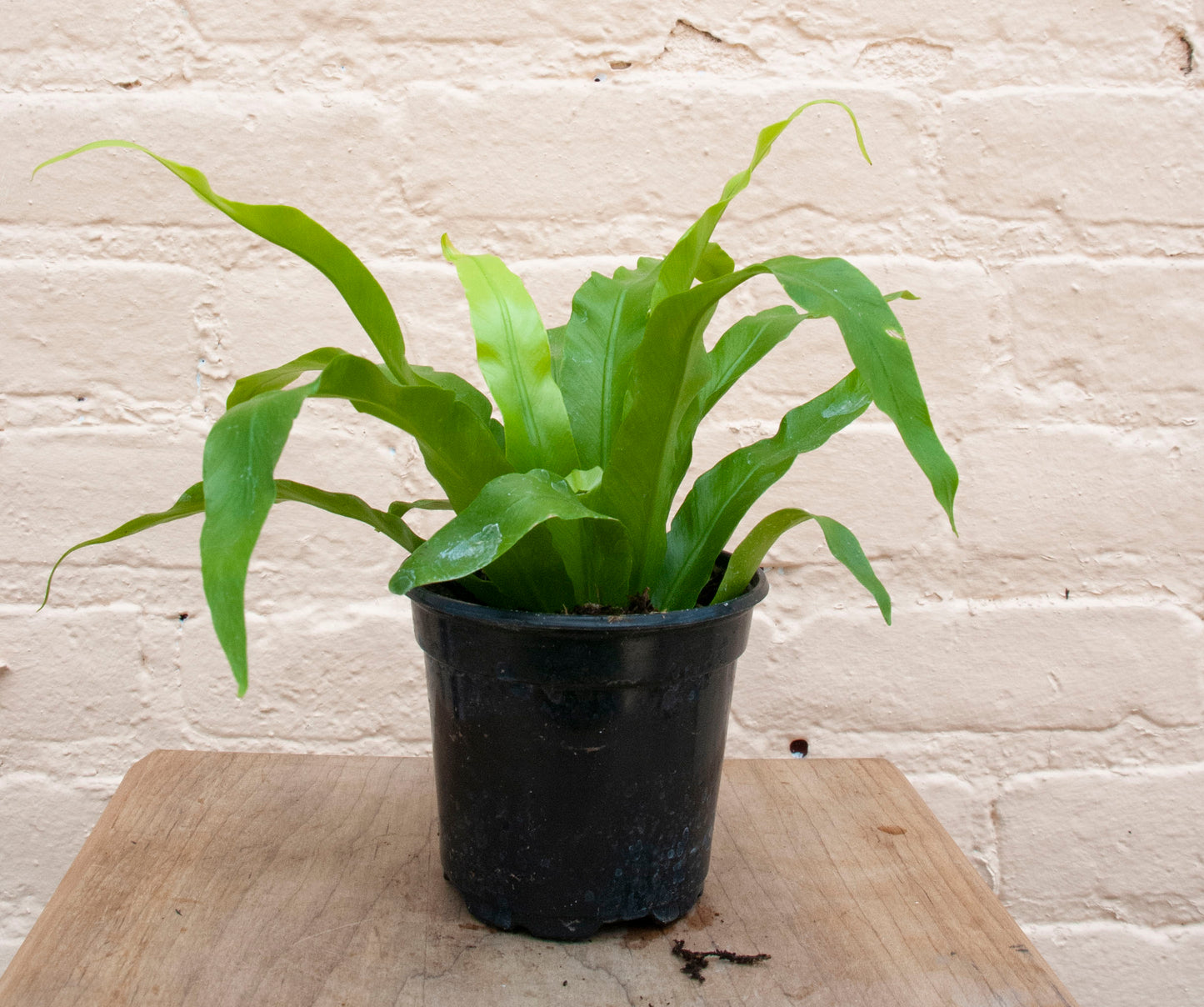 Asplenium 'Birdsnest Fern'