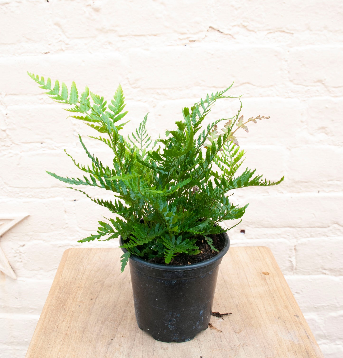 Dryopteris erythrosora 'Autumn Fern'