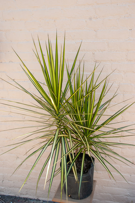 Dracaena 'Ray of Sunshine'