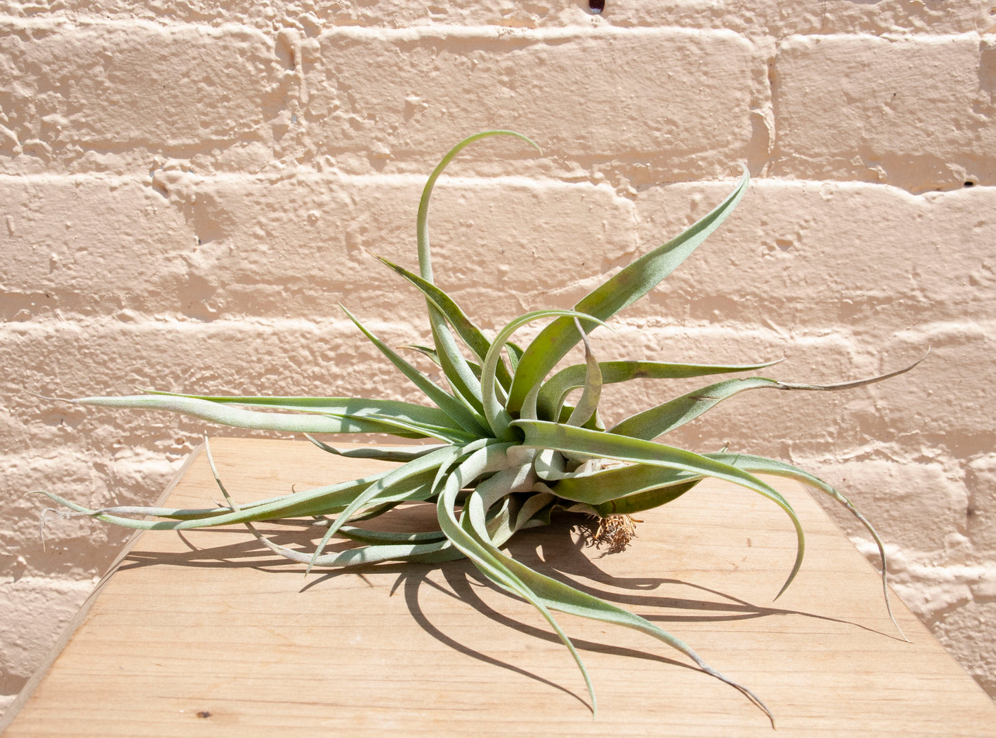 Tillandsia capitata peach