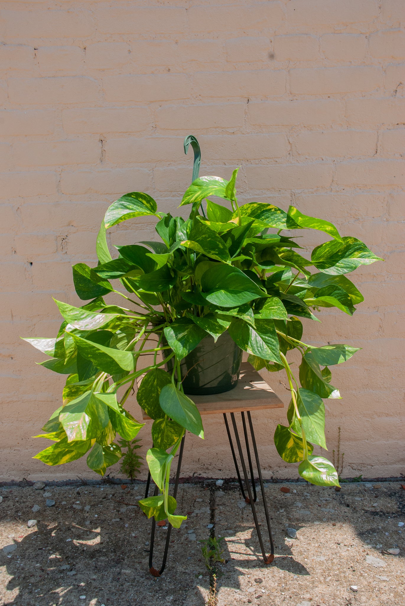 Epipremnum aureum golden 'Golden pothos'