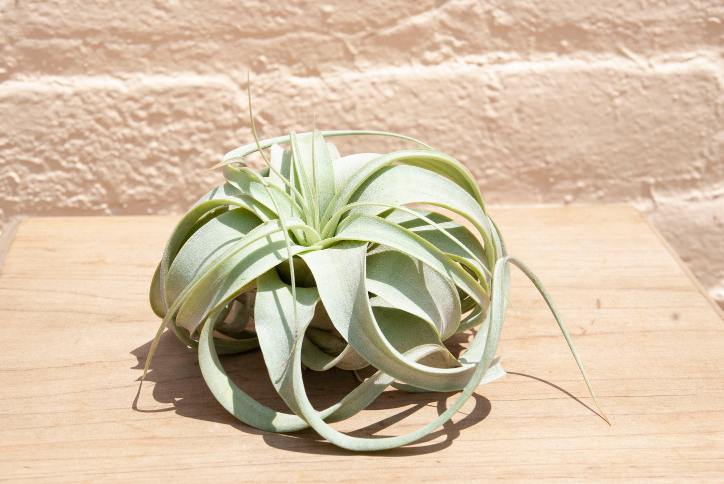 Tillandsia Xerographica